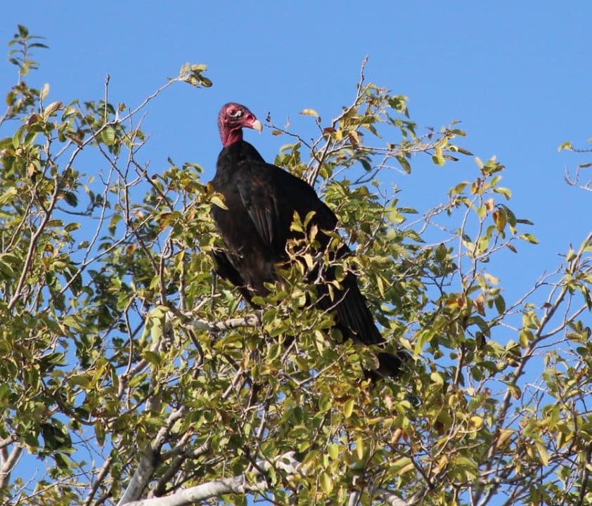BirdsGottago 18" Dead Vulture Decoy - Deter Turkey & Black Vultures / Buzzards