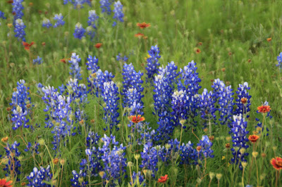 Bluebonnets, Paint Brushes, and Galardias,Oh My!