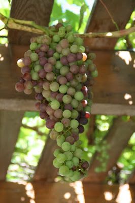 Green Grapes