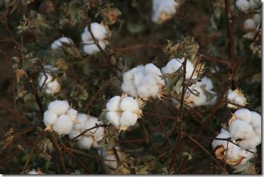 Cotton-Stripping Time in West Texas