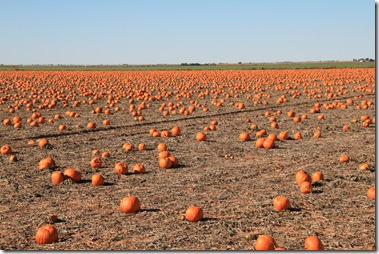 Now This is a Pumpkin Patch