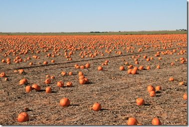 Now This is a Pumpkin Patch