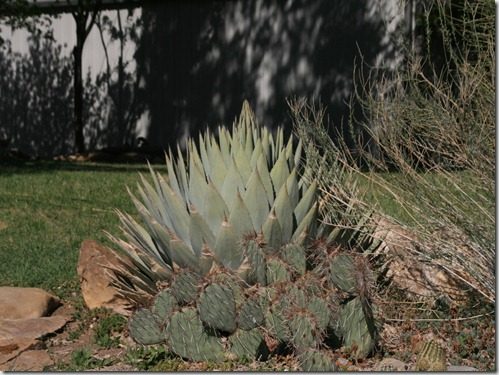 Death of an Agave