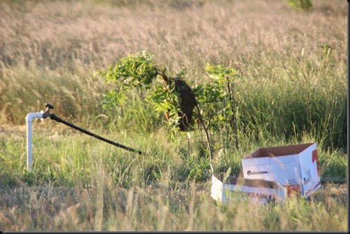 The Bee Keeper Moves The Swarm