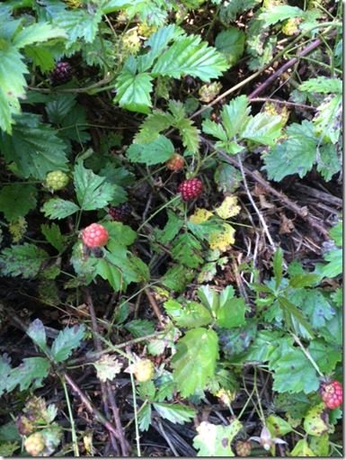 IMG_1028 red dewberries