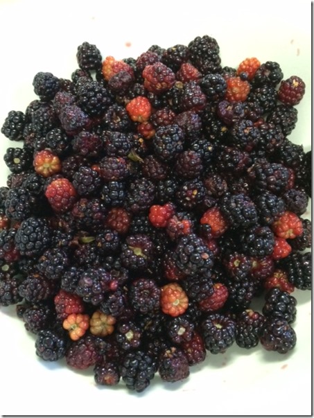 IMG_1057 bowl of berries