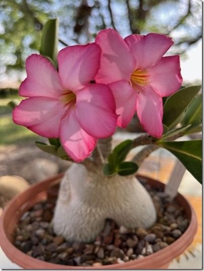 Adenium flowers 3214