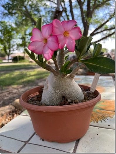 Adenium3213