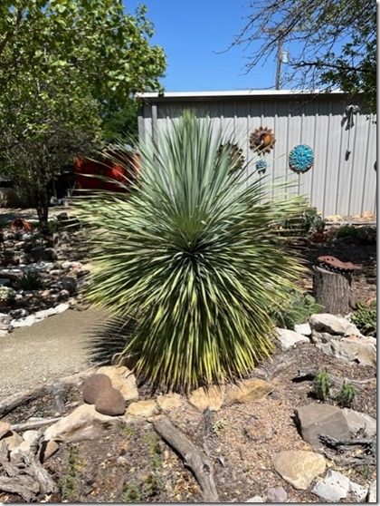 yucca_IMG_3334